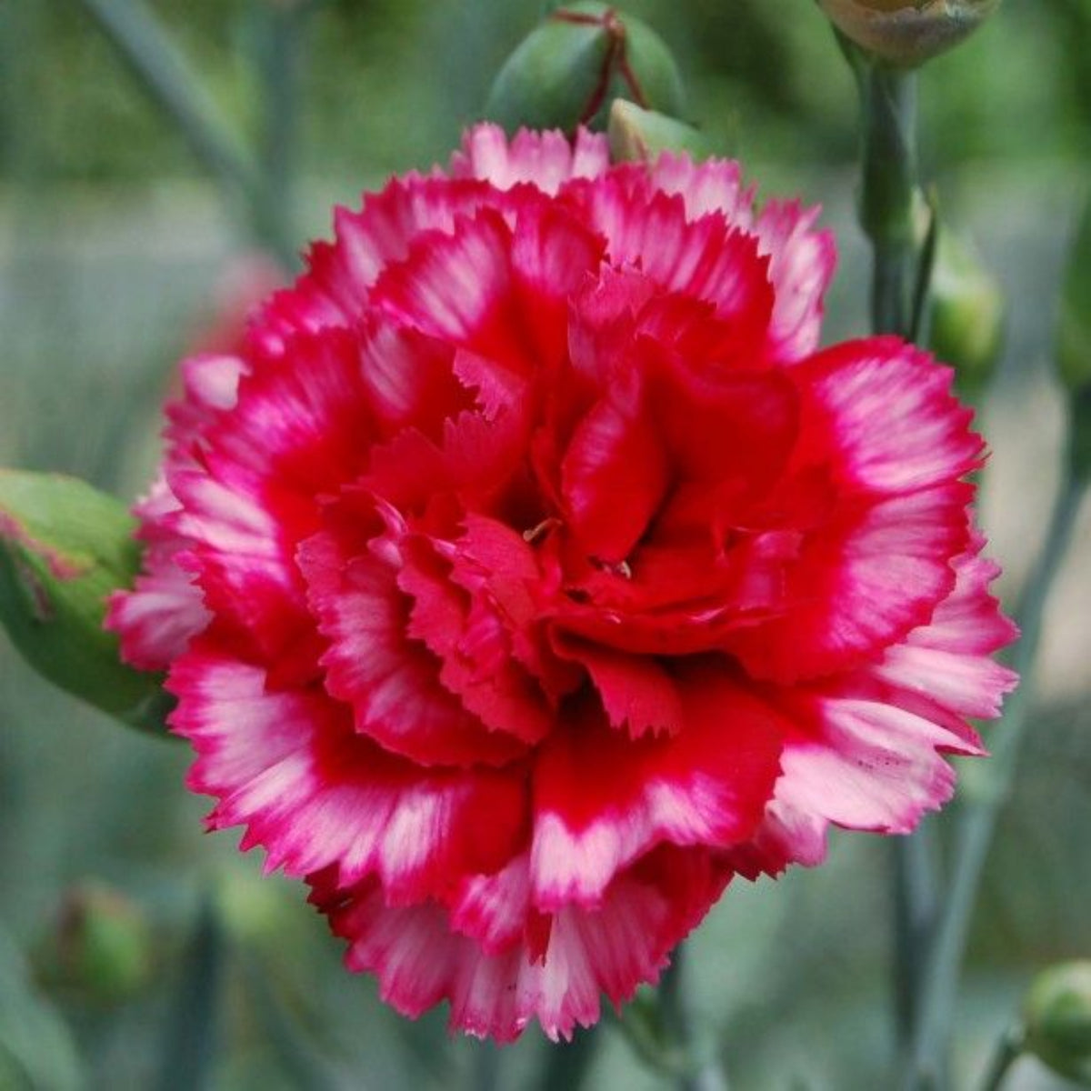 Bicolor Dark Pink Carnations Seeds - Dianthus Seeds, 30 seeds
