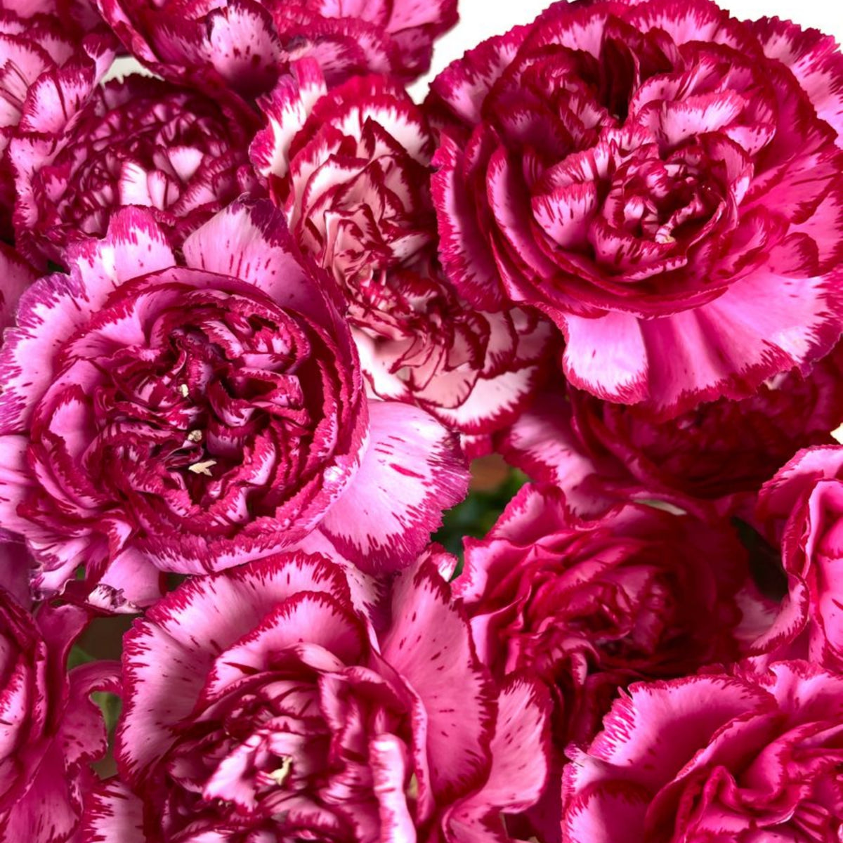 Bicolor Dark Pink Carnations Seeds - Dianthus Seeds, 30 seeds