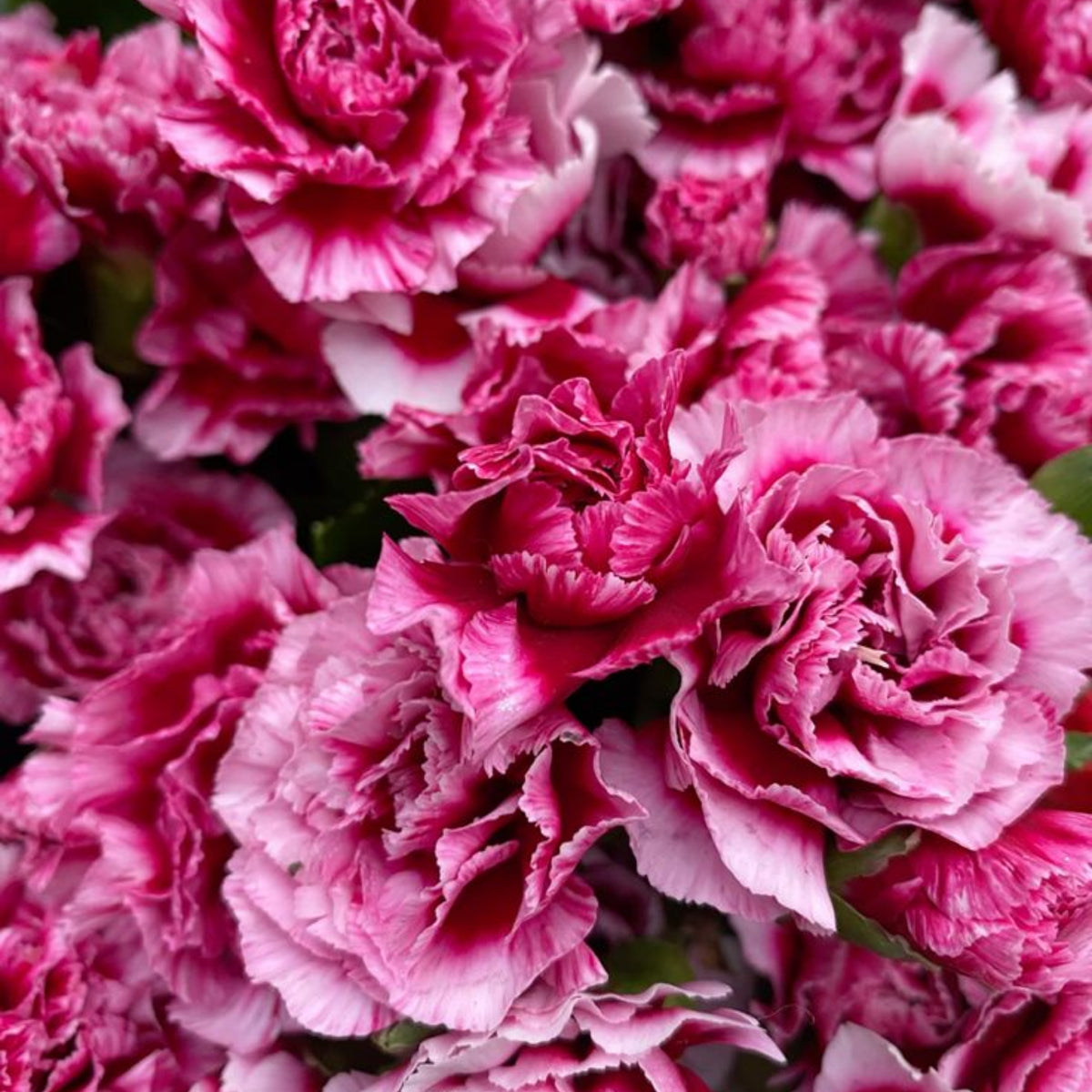 Bicolor Dark Pink Carnations Seeds - Dianthus Seeds, 30 seeds
