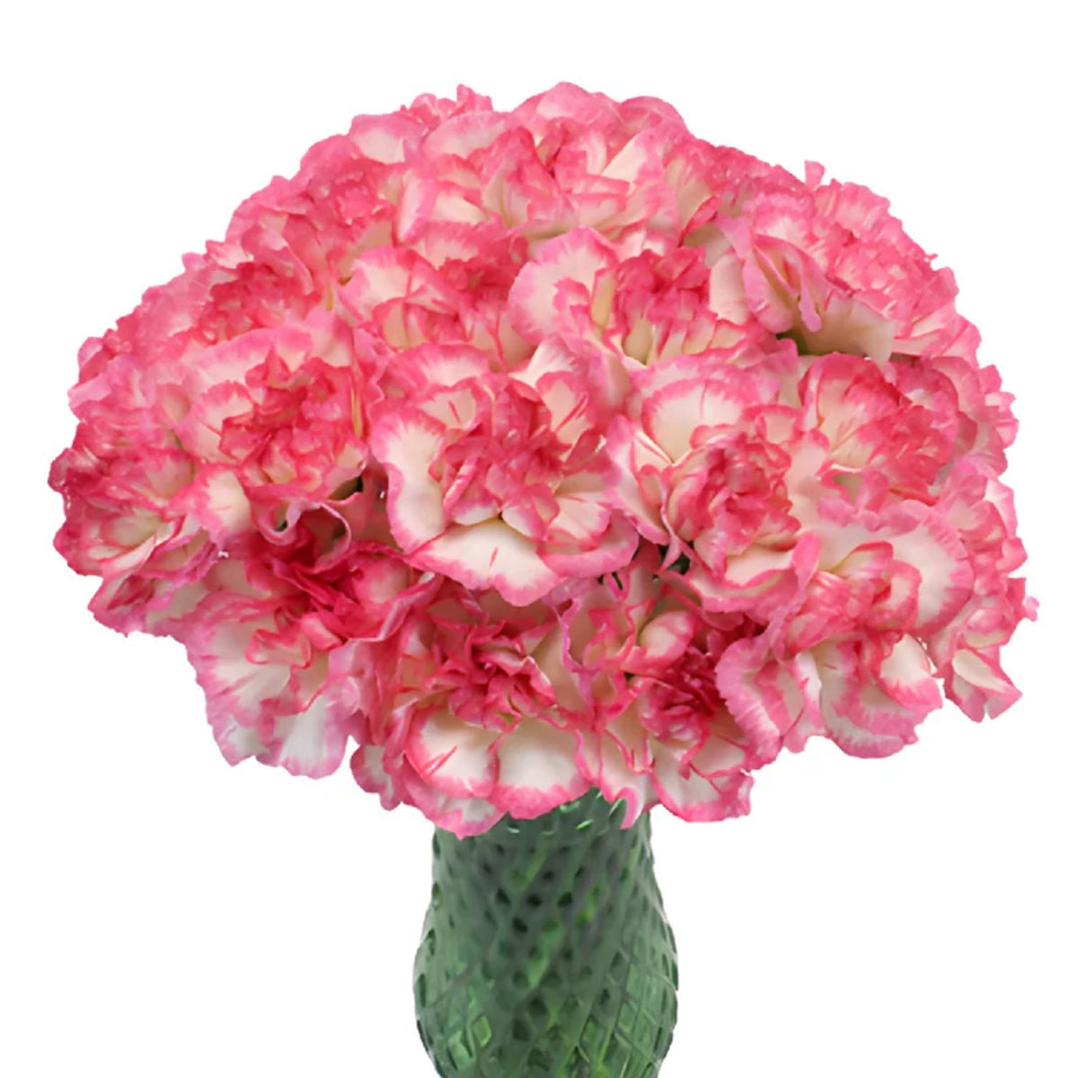 Bicolor Dark Pink Carnations Seeds - Dianthus Seeds, 30 seeds