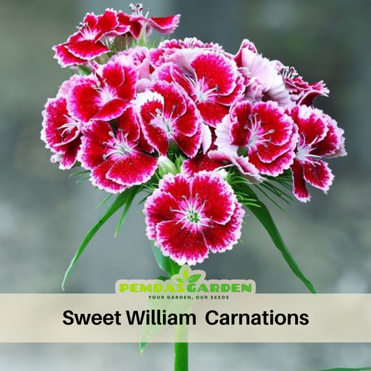 Dianthus Sweet William Seeds - Carnations Seeds, 30 seeds