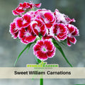 30 Dianthus Sweet William - Carnations Seeds- Authentic - Open-Pollinated - Organic - Heirloom - Flower Seeds - Mix Seeds to Plant - #ca26