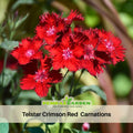 30 Telstar Crimson Red Carnations - - Dianthus Seeds - Open-Pollinated - Organic - Heirloom - Flower Seeds - Mix Seeds to Plant - #ca29