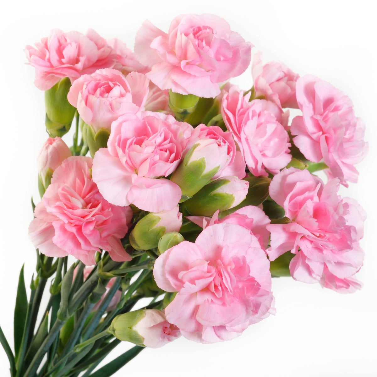 Pink Carnations Seeds - Dianthus Seeds, 30 seeds