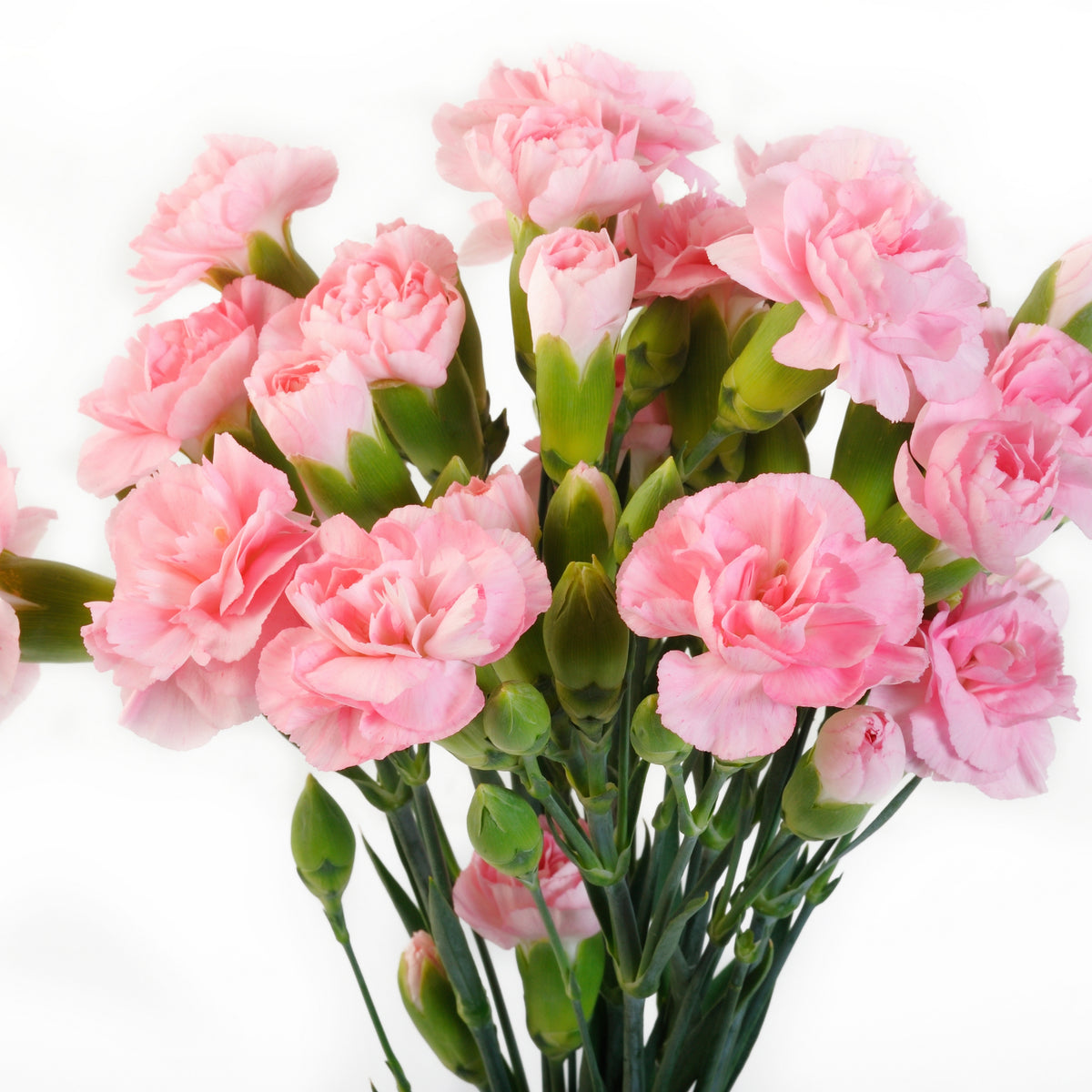 Pink Carnations Seeds - Dianthus Seeds, 30 seeds