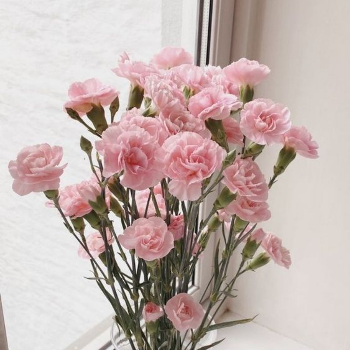 Pink Carnations Seeds - Dianthus Seeds, 30 seeds