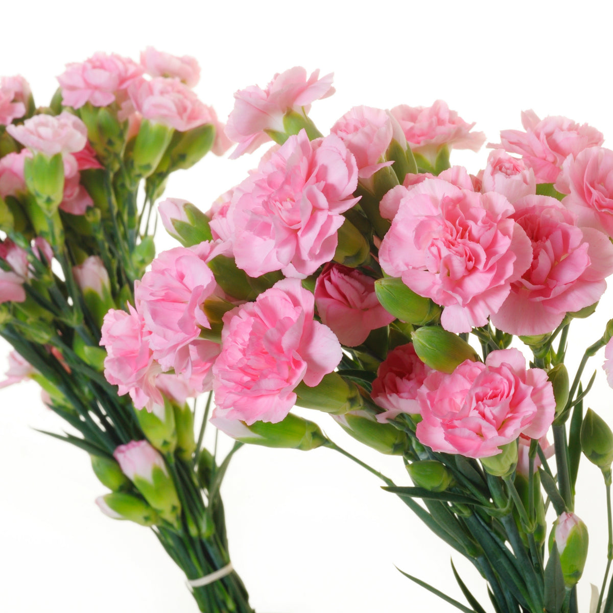Pink Carnations Seeds - Dianthus Seeds, 30 seeds
