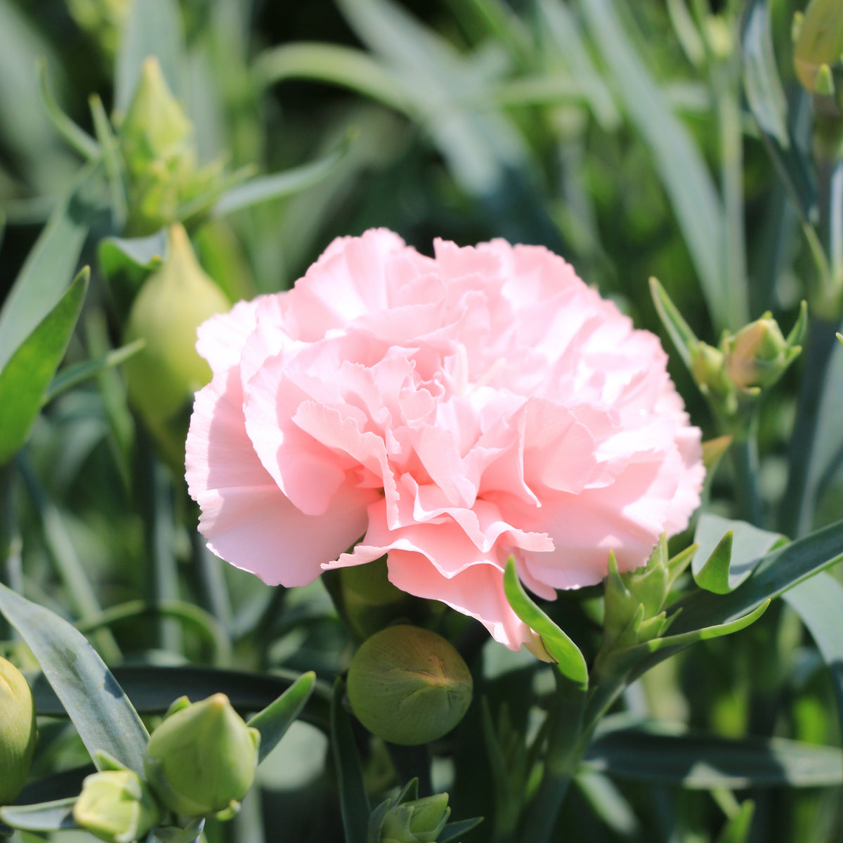 Pink Carnations Seeds - Dianthus Seeds, 30 seeds