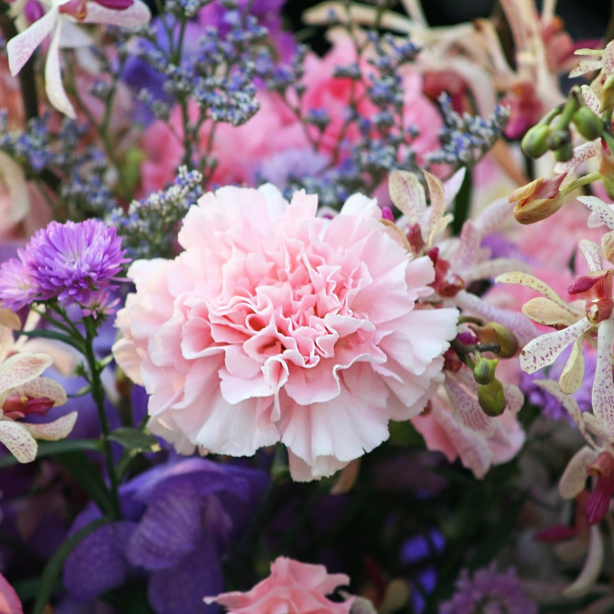 Pink Carnations Seeds - Dianthus Seeds, 30 seeds