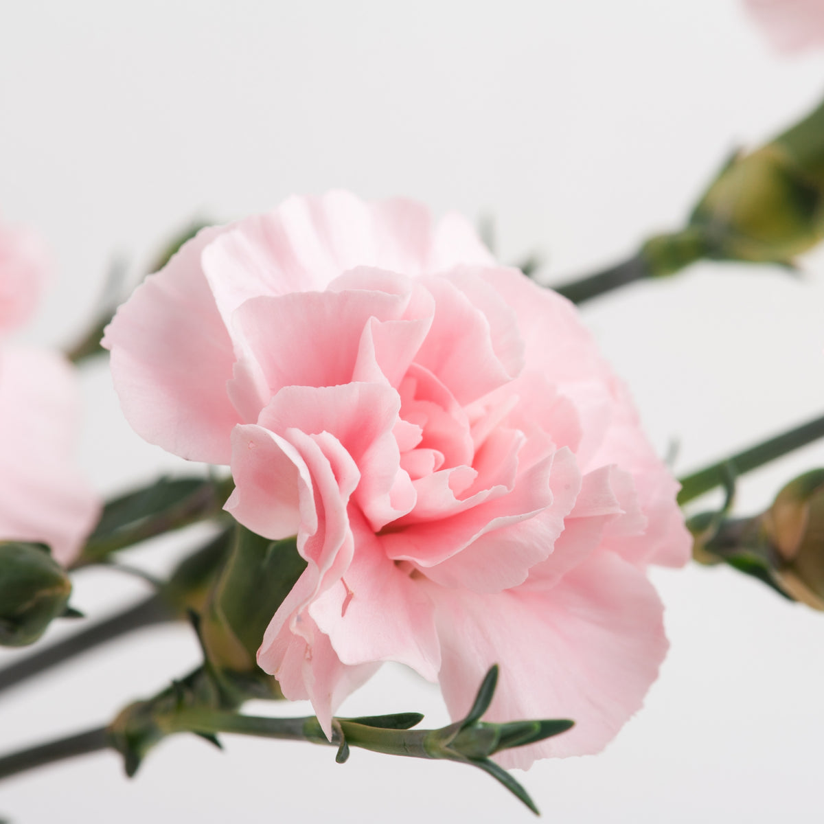 Pink Carnations Seeds - Dianthus Seeds, 30 seeds