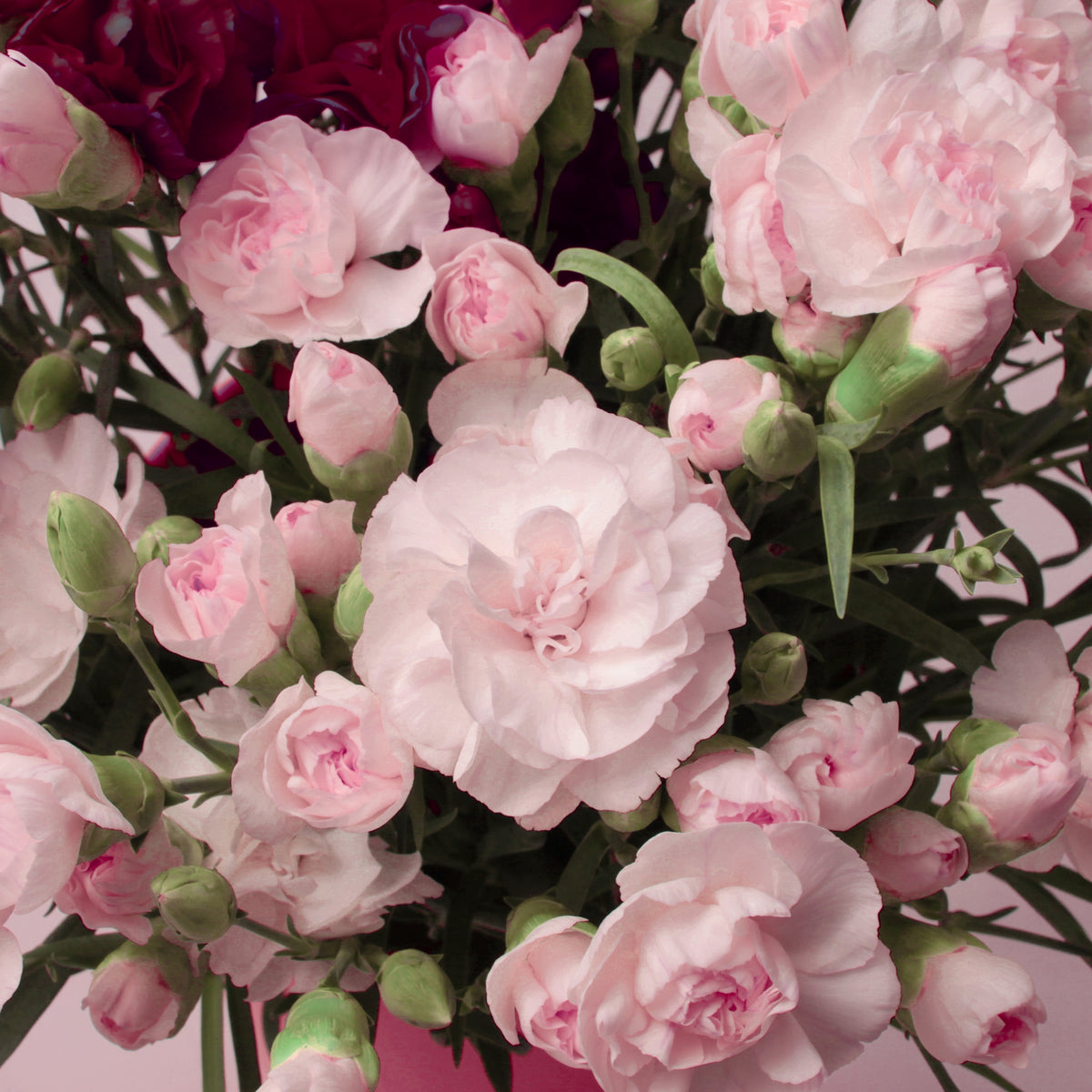 Pink Carnations Seeds - Dianthus Seeds, 30 seeds