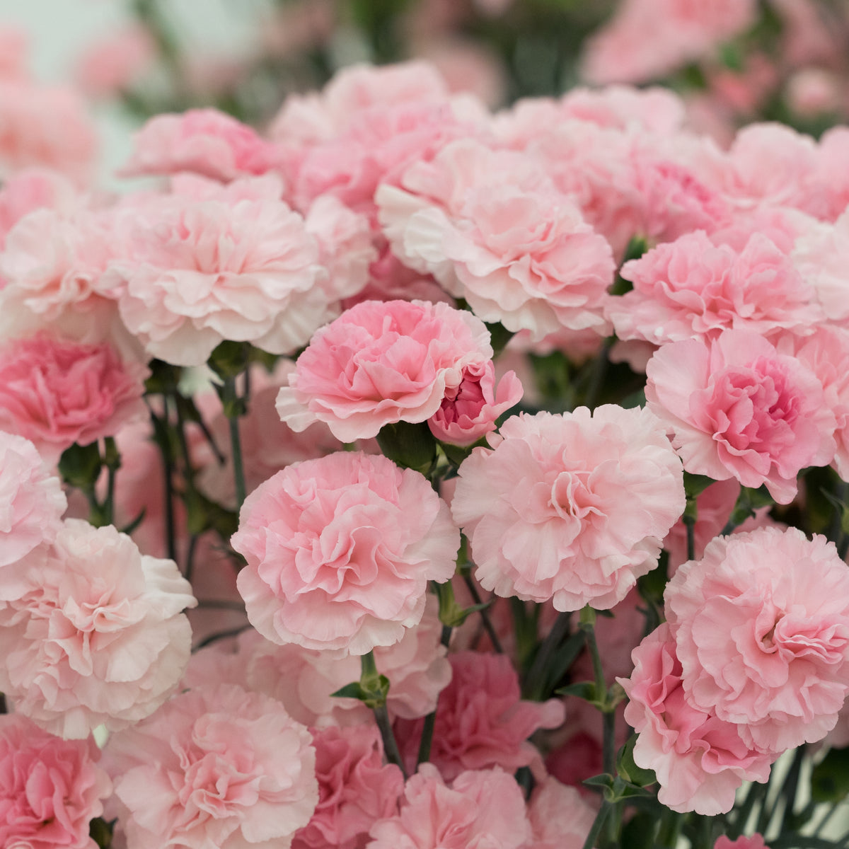 Pink Carnations Seeds - Dianthus Seeds, 30 seeds