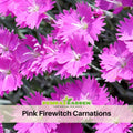 30 Pink Firewitch Carnations - Authentic - Open-Pollinated - Organic - Heirloom - Flower Seeds - Mix Seeds to Plant - #ca32