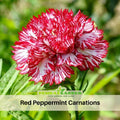 30 Red Peppermint Carnation - Dianthus Seeds - Authentic - Open-Pollinated - Organic - Heirloom - Flower Seeds - Mix Seeds to Plant - #ca35