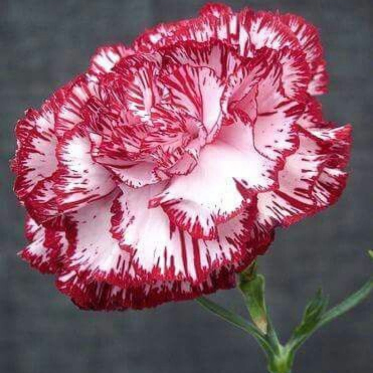 Red Peppermint Carnation Seeds - Dianthus Seeds, 30 seeds