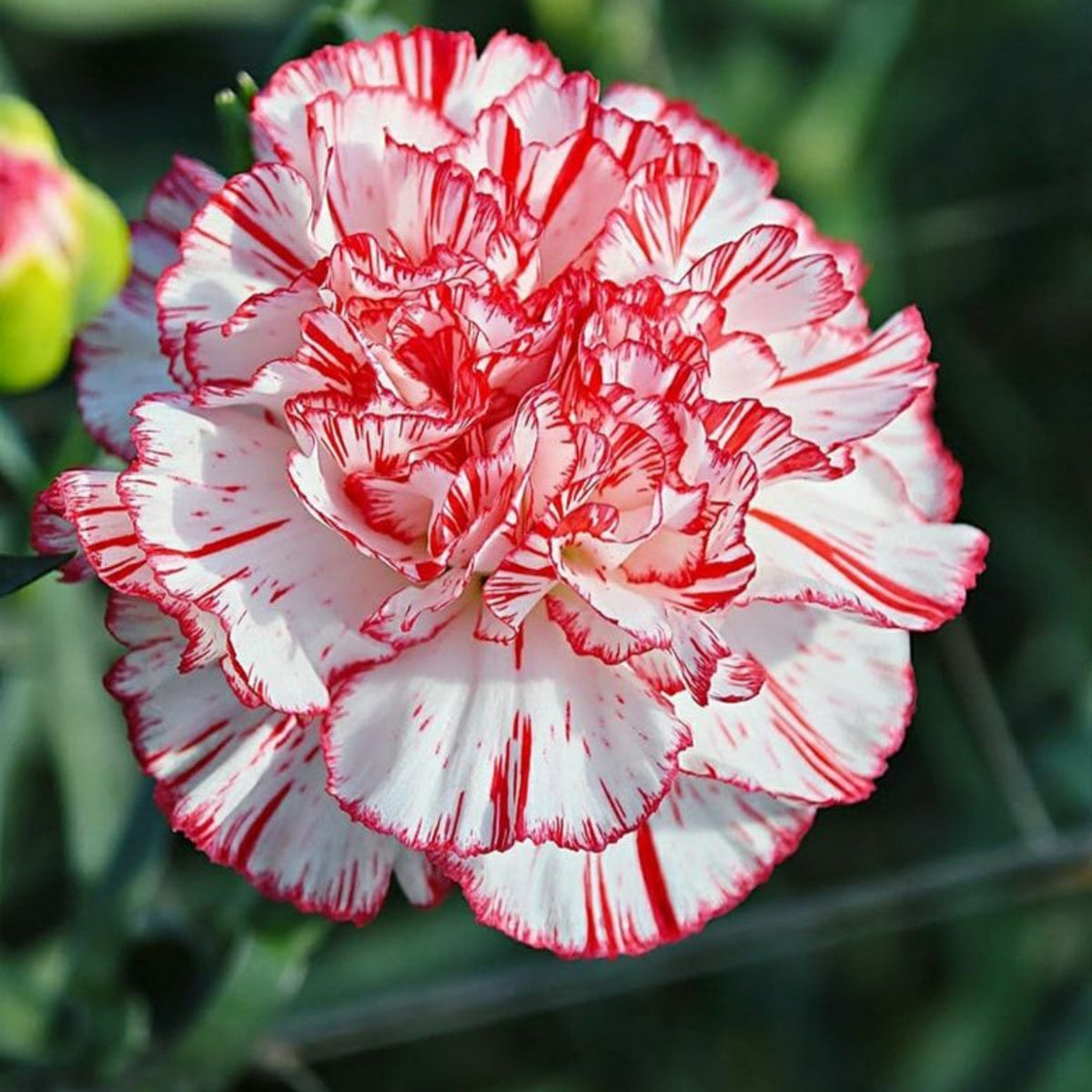 Red Peppermint Carnation Seeds - Dianthus Seeds, 30 seeds