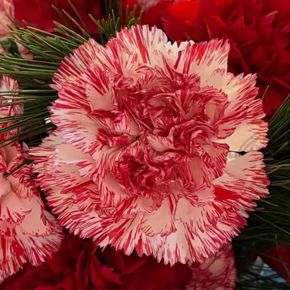 Red Peppermint Carnation Seeds - Dianthus Seeds, 30 seeds