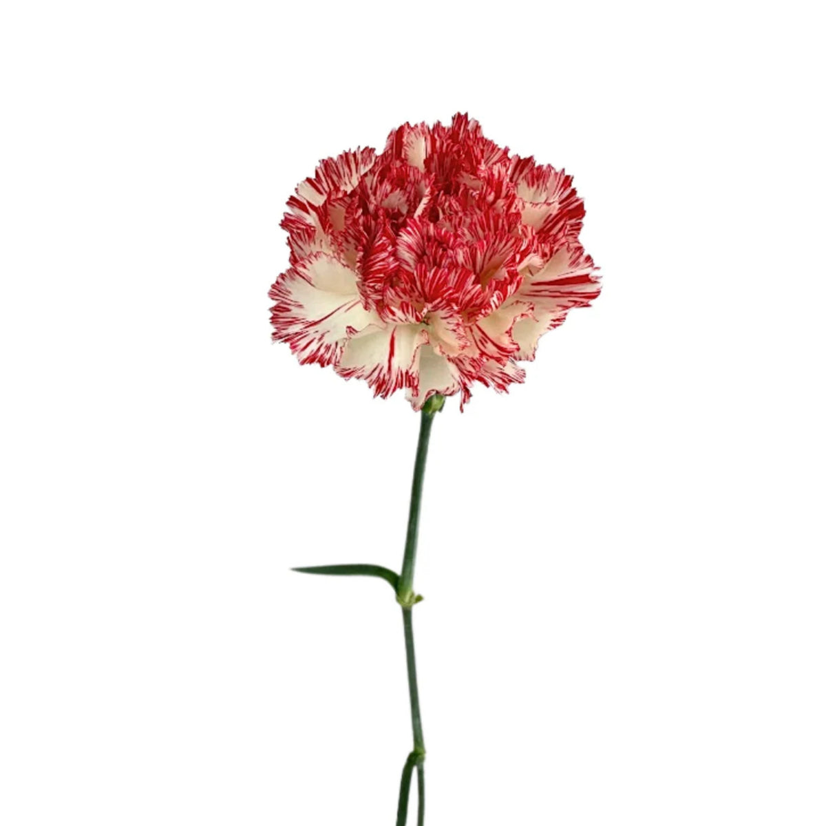 Red Peppermint Carnation Seeds - Dianthus Seeds, 30 seeds