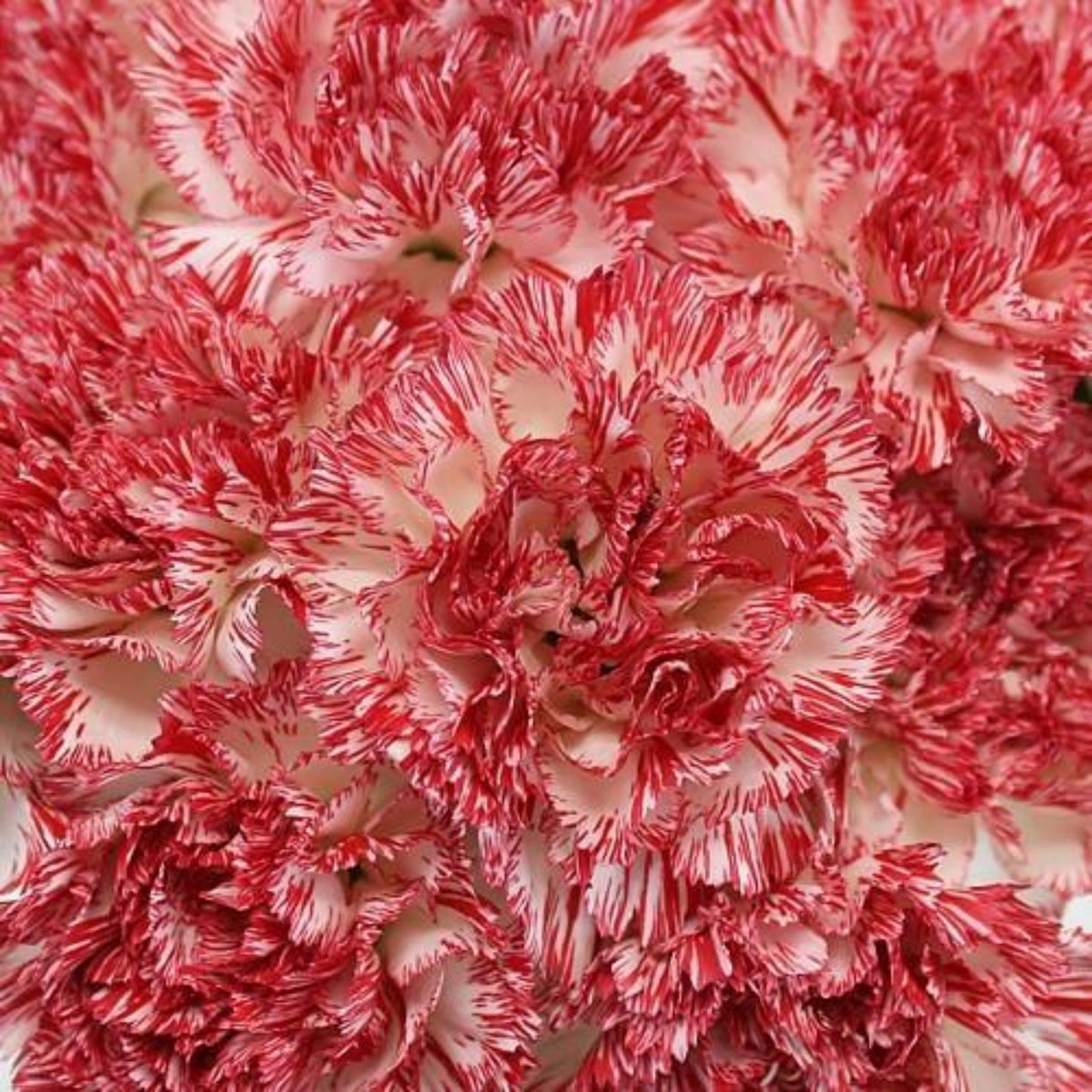 Red Peppermint Carnation Seeds - Dianthus Seeds, 30 seeds