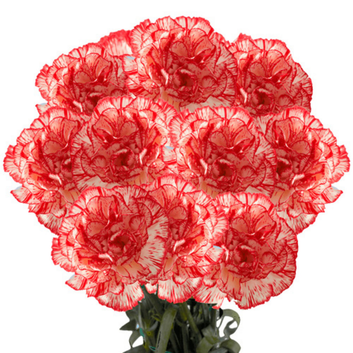 Red Peppermint Carnation Seeds - Dianthus Seeds, 30 seeds