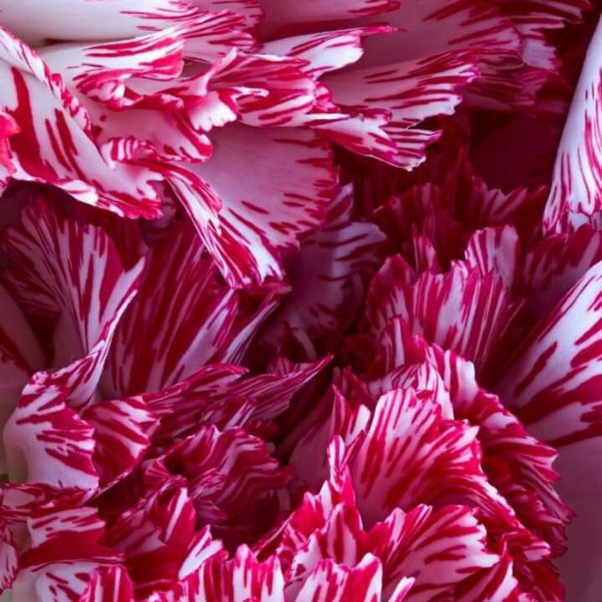 Red Peppermint Carnation Seeds - Dianthus Seeds, 30 seeds