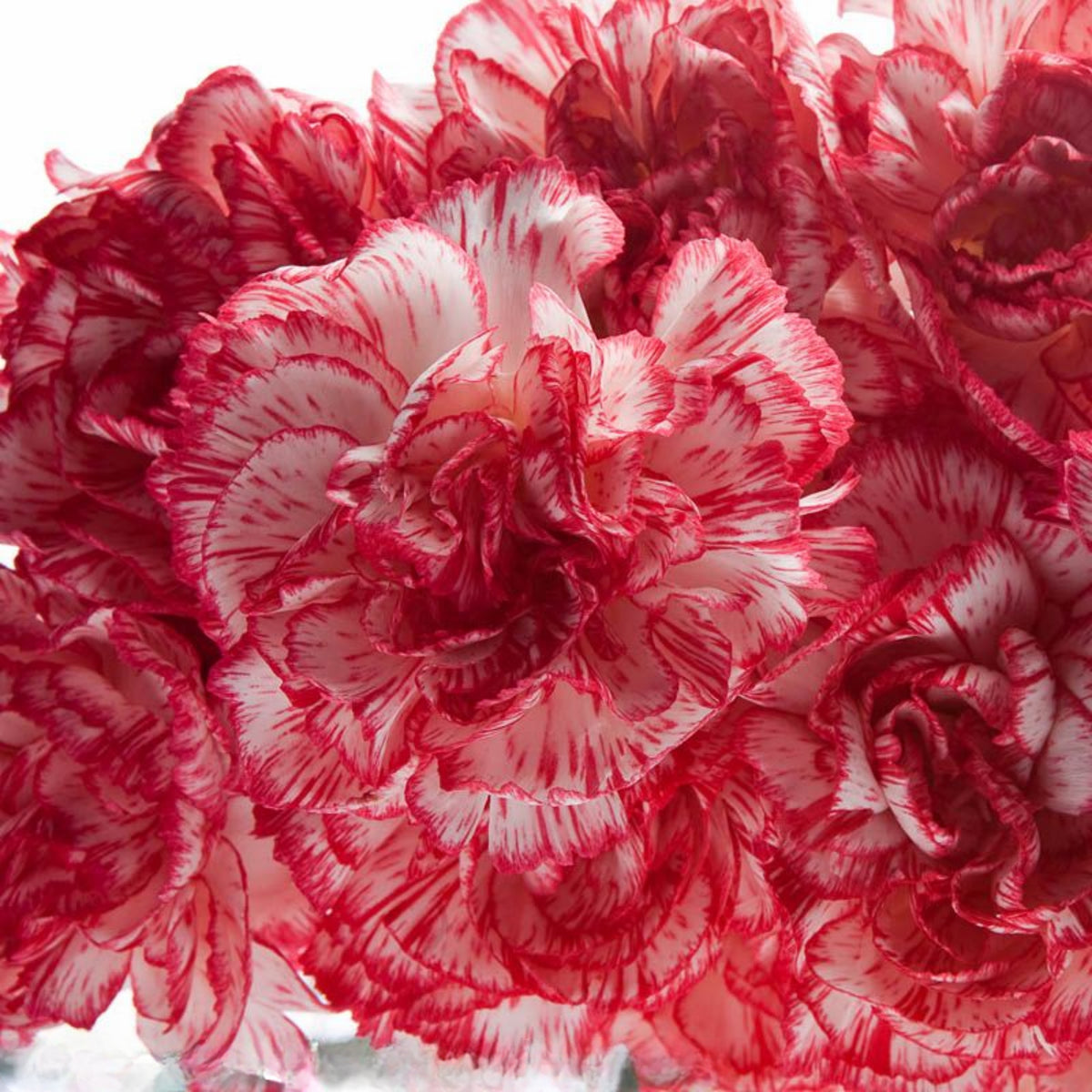 Red Peppermint Carnation Seeds - Dianthus Seeds, 30 seeds
