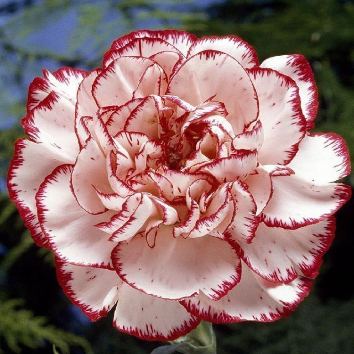 Red Peppermint Carnation Seeds - Dianthus Seeds, 30 seeds