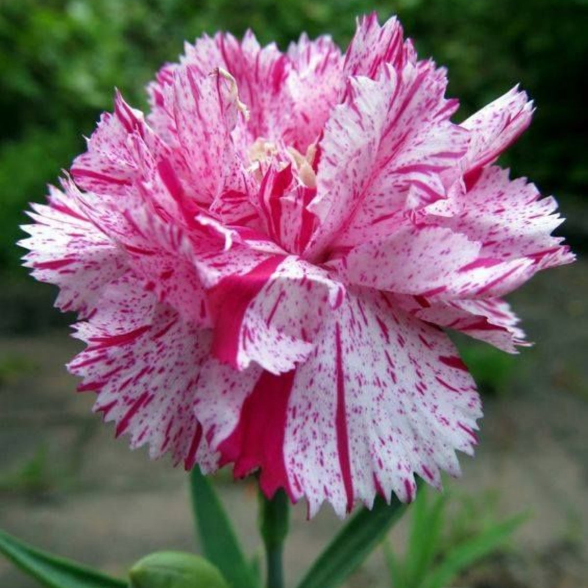 Red Peppermint Carnation Seeds - Dianthus Seeds, 30 seeds
