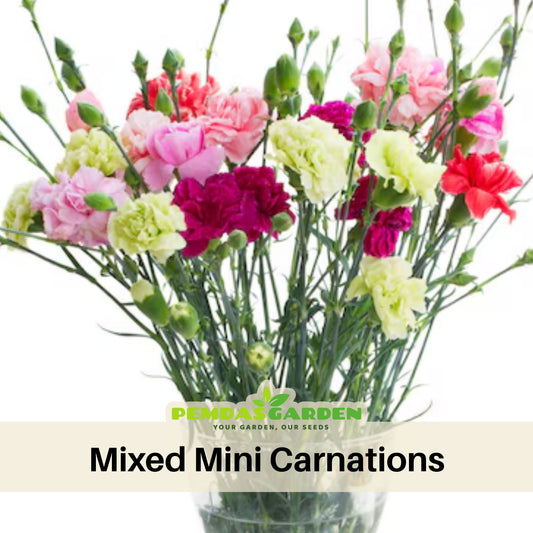 Mixed Mini Carnations Seeds - Dianthus Seeds, 30 seeds
