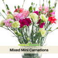 30 Mixed Mini Carnations - Dianthus Seeds - Authentic - Open-Pollinated - Organic - Heirloom - Flower Seeds - Mix Seeds to Plant - #ca36