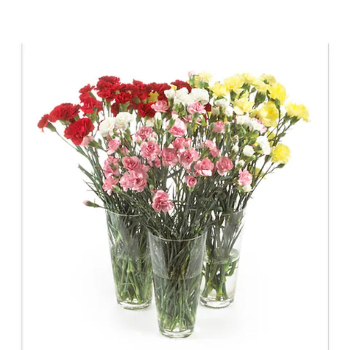 Mixed Mini Carnations Seeds - Dianthus Seeds, 30 seeds