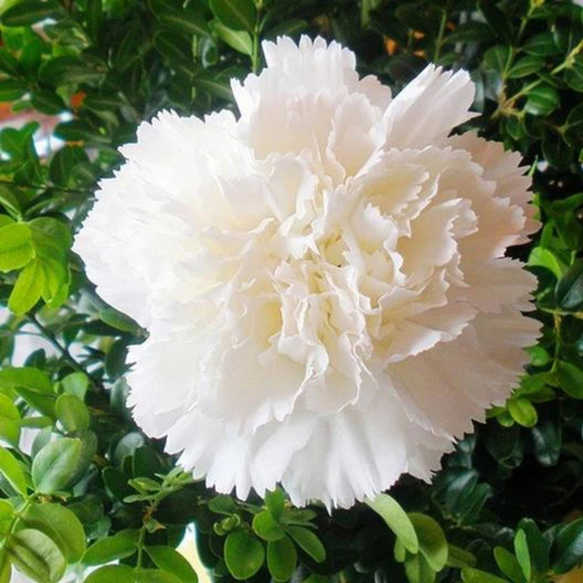 White Carnations Seeds - Dianthus Seeds, 30 seeds