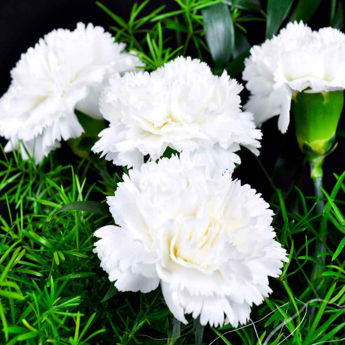 White Carnations Seeds - Dianthus Seeds, 30 seeds