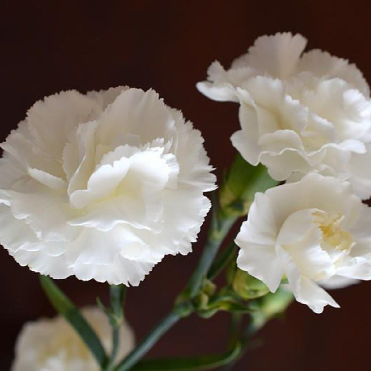 White Carnations Seeds - Dianthus Seeds, 30 seeds