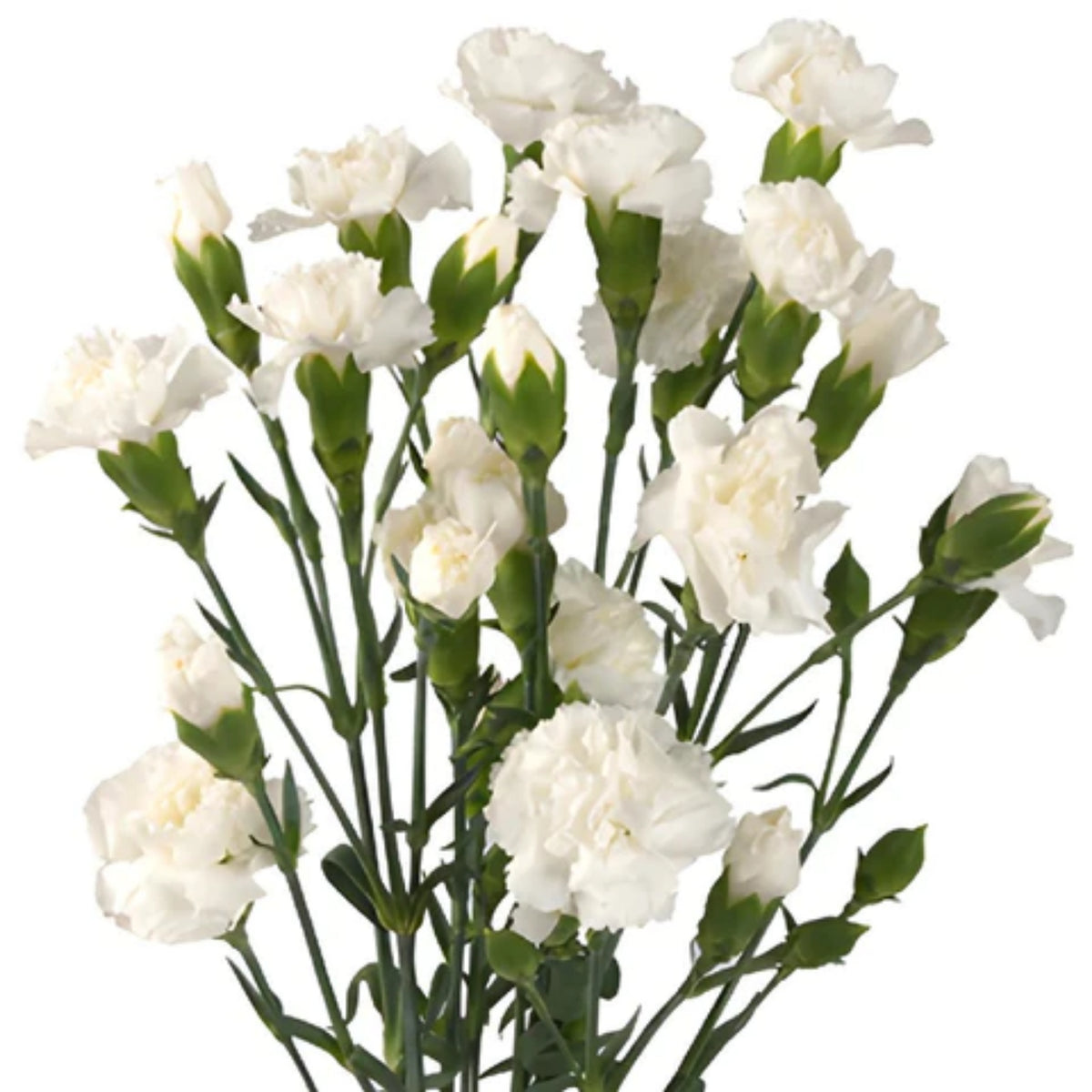 White Carnations Seeds - Dianthus Seeds, 30 seeds