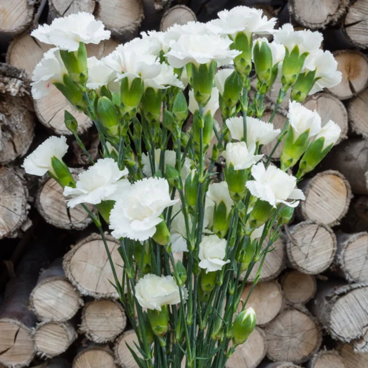 White Carnations Seeds - Dianthus Seeds, 30 seeds