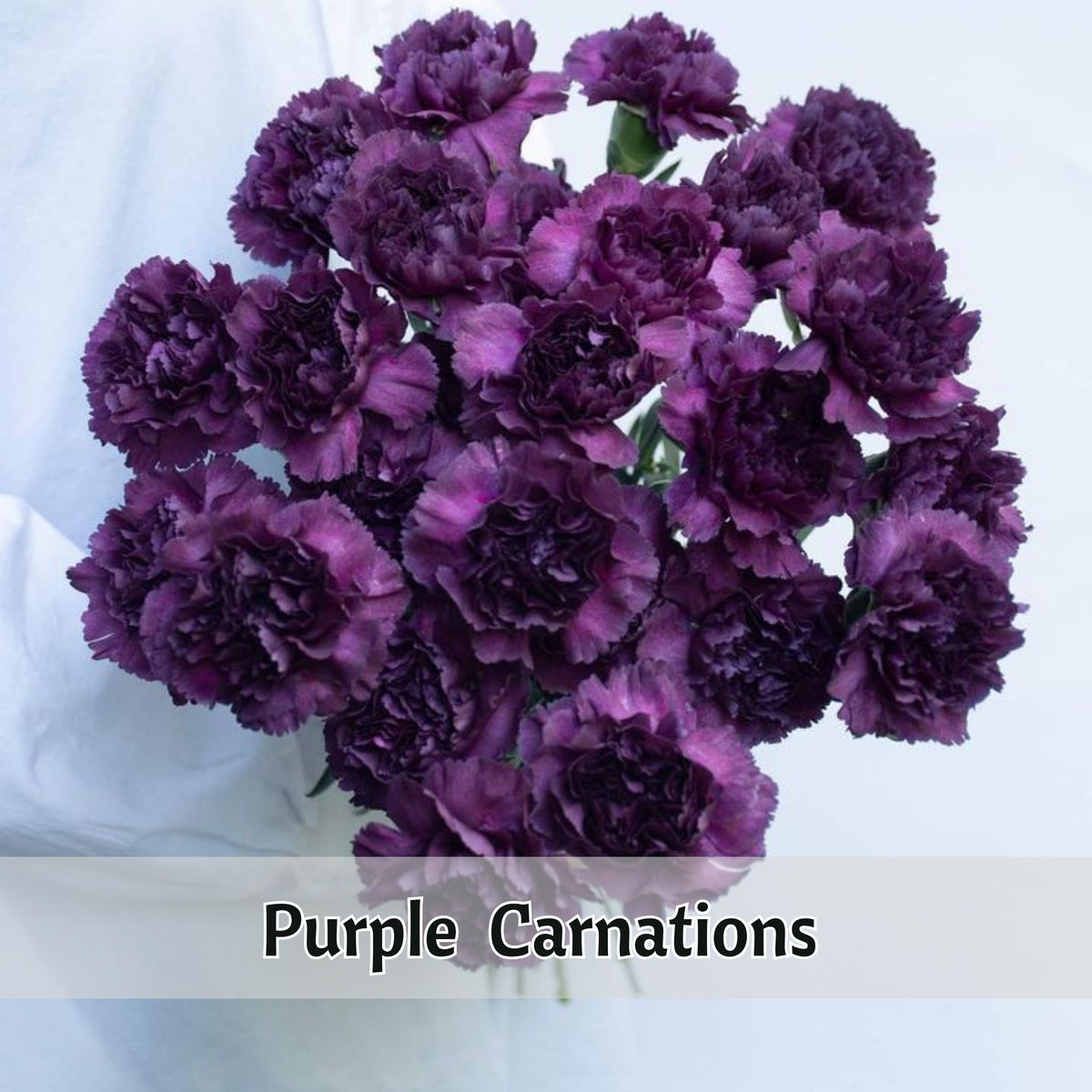 Purple Carnations Seeds - Dianthus Seeds, 30 seeds