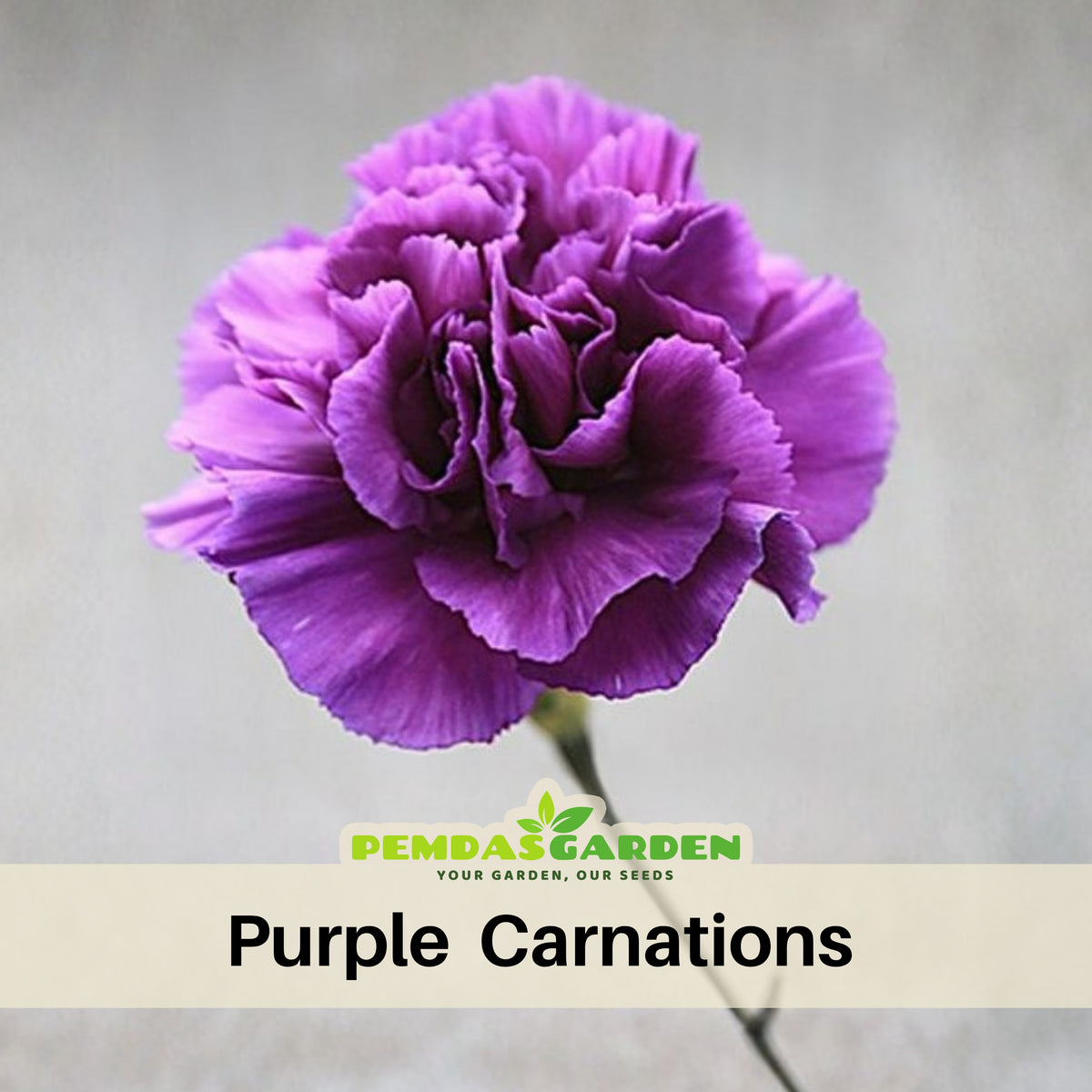 Purple Carnations Seeds - Dianthus Seeds, 30 seeds