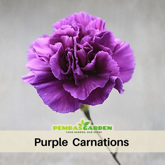 Purple Carnations Seeds - Dianthus Seeds, 30 seeds