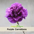 30 Purple Carnations - Dianthus Seeds - Authentic - Open-Pollinated - Organic - Heirloom - Flower Seeds - Mix Seeds to Plant - #ca6