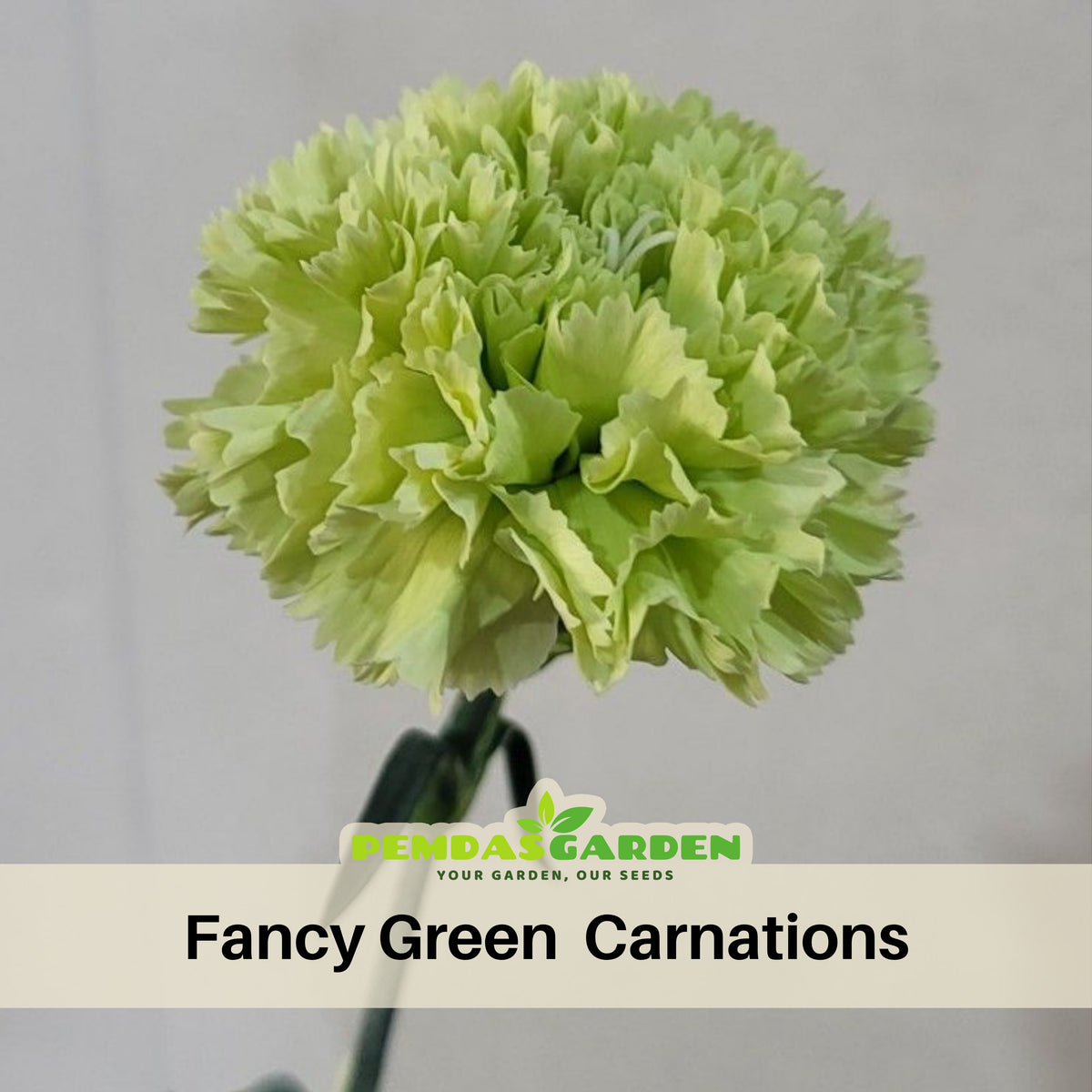 Fancy Green Carnations Seeds - Dianthus Seeds, 30 seeds