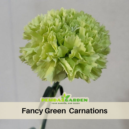 Fancy Green Carnations Seeds - Dianthus Seeds, 30 seeds