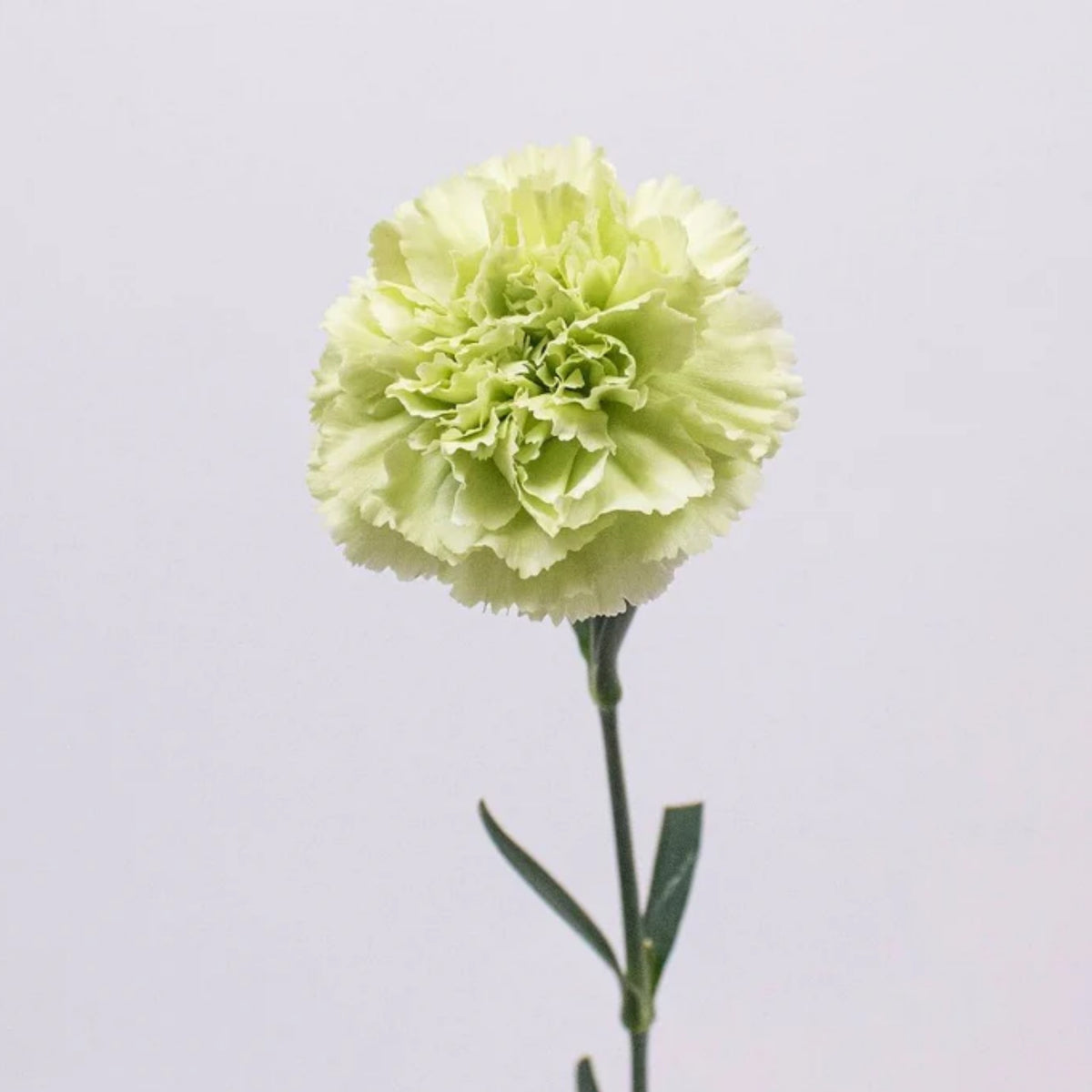 Fancy Green Carnations Seeds - Dianthus Seeds, 30 seeds