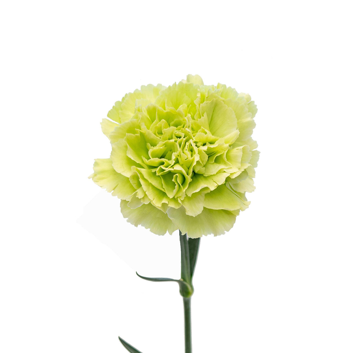 Fancy Green Carnations Seeds - Dianthus Seeds, 30 seeds