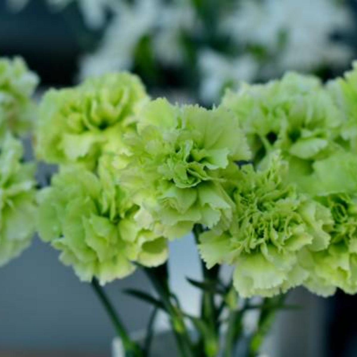 Fancy Green Carnations Seeds - Dianthus Seeds, 30 seeds