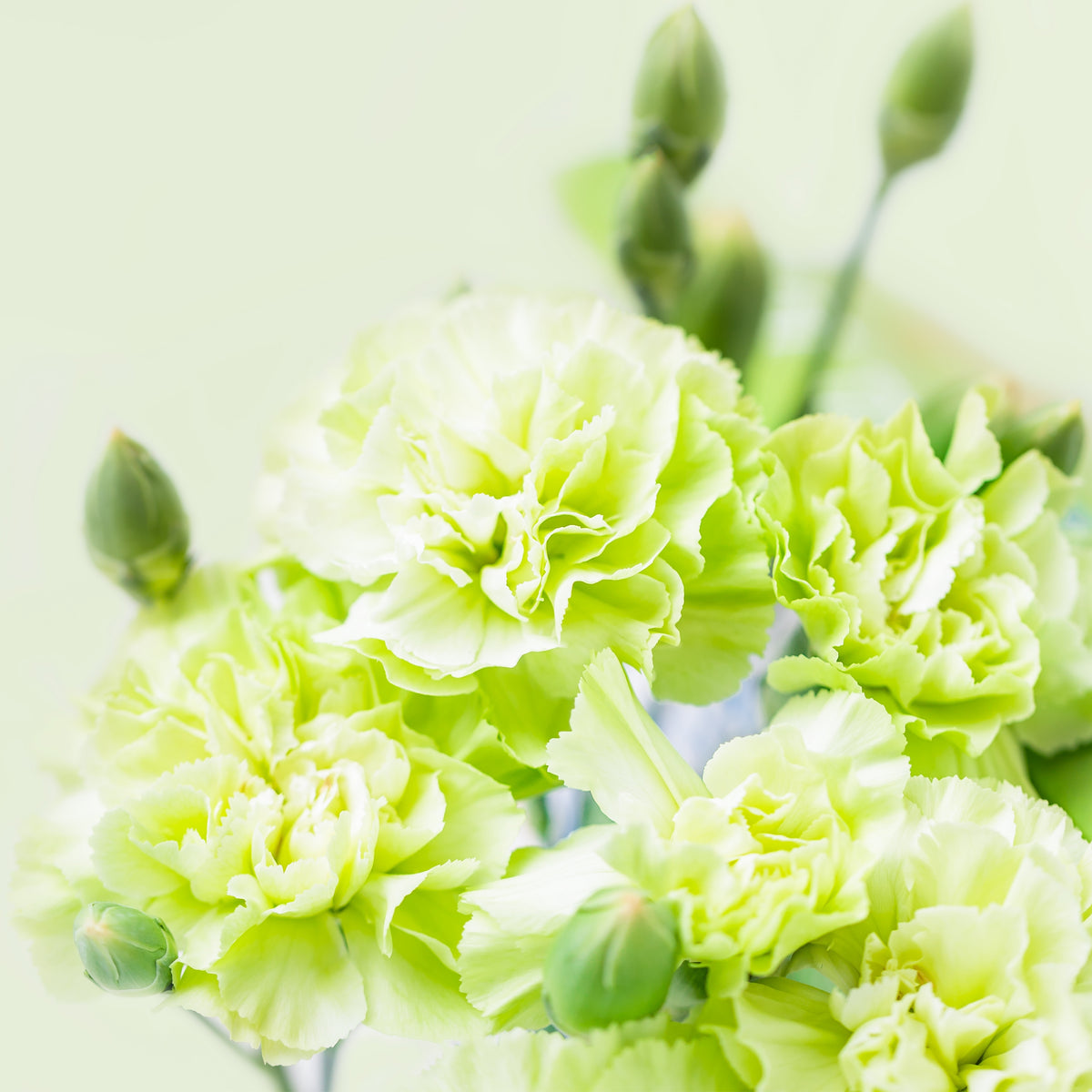 Fancy Green Carnations Seeds - Dianthus Seeds, 30 seeds