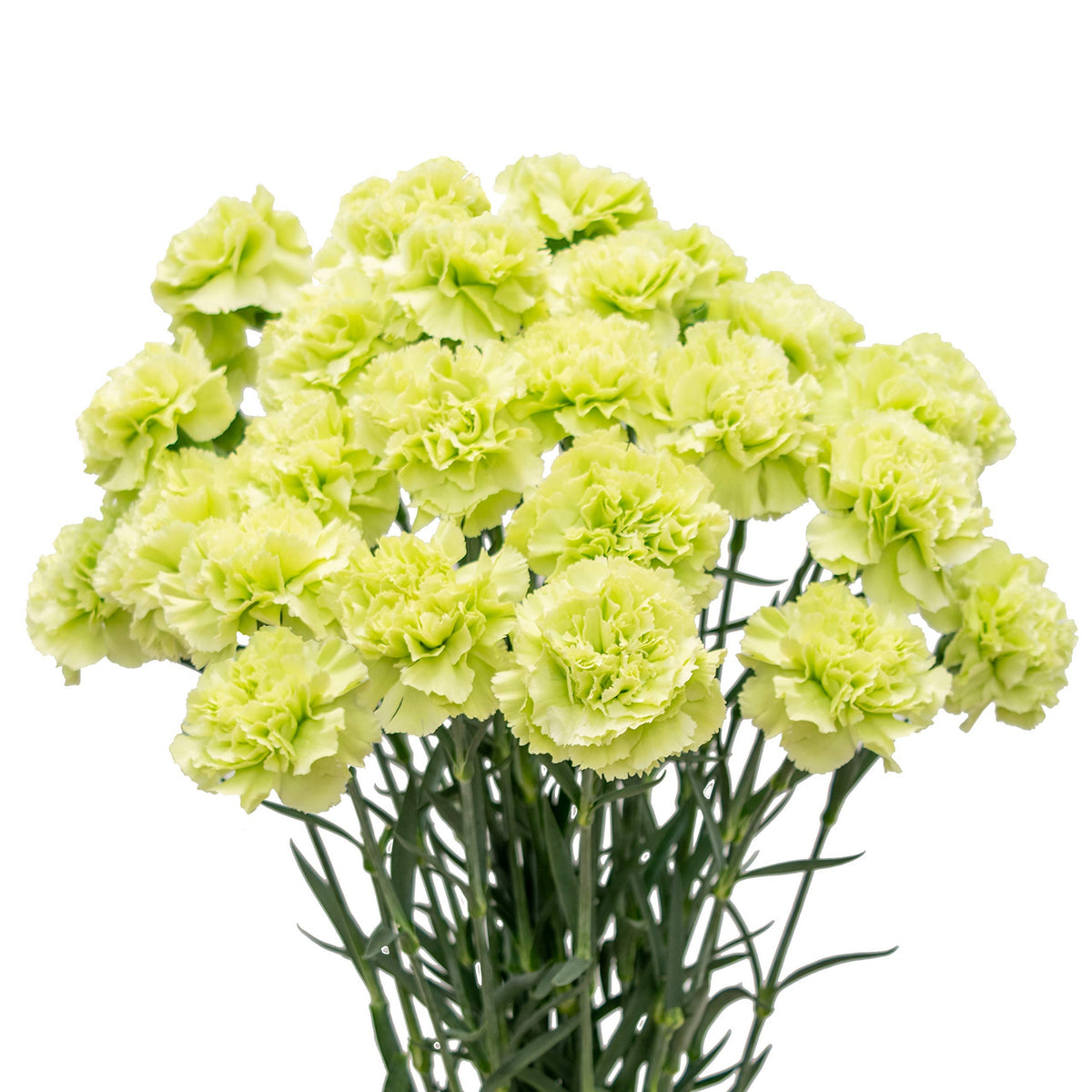 Fancy Green Carnations Seeds - Dianthus Seeds, 30 seeds