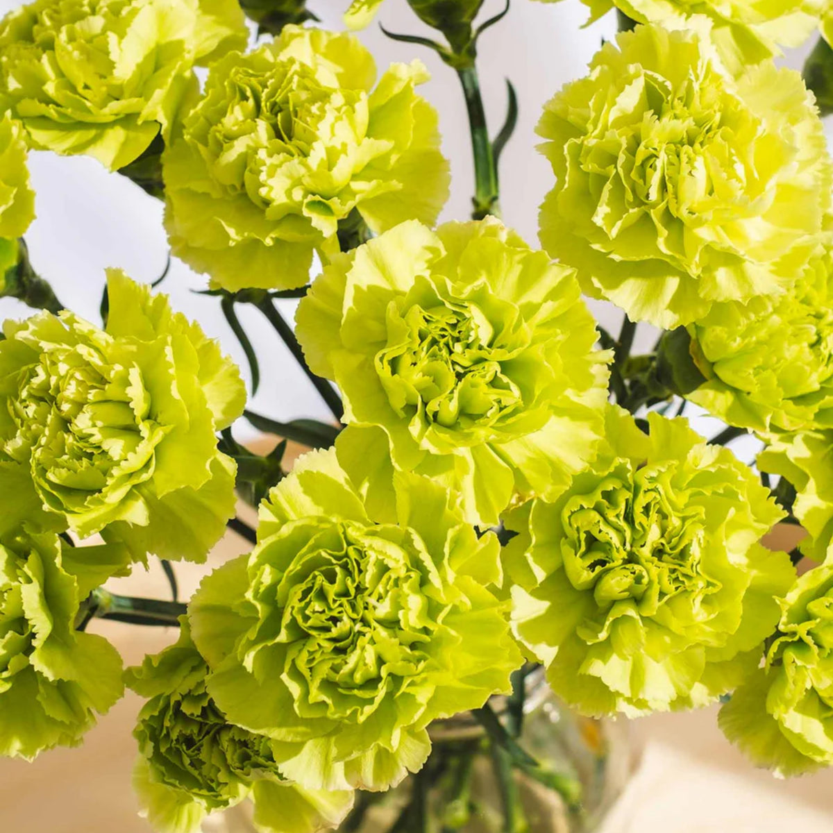 Fancy Green Carnations Seeds - Dianthus Seeds, 30 seeds
