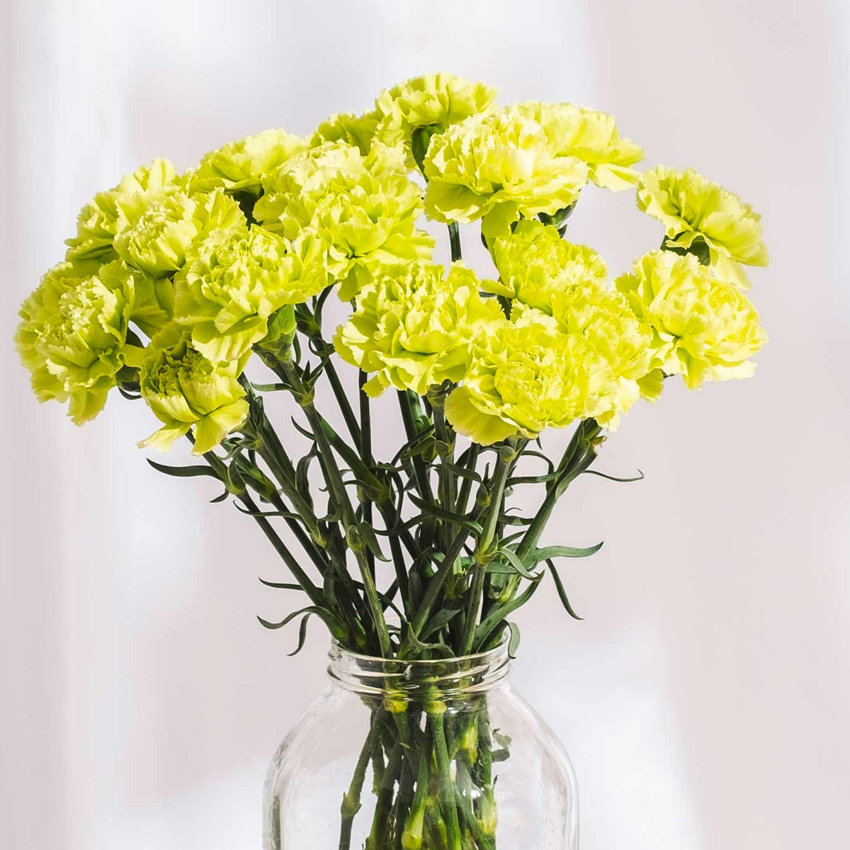 Fancy Green Carnations Seeds - Dianthus Seeds, 30 seeds