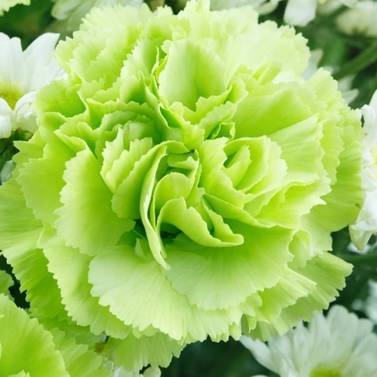 Fancy Green Carnations Seeds - Dianthus Seeds, 30 seeds